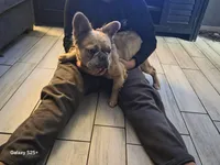 Beyonce , a female French Bulldog for sale in Port Richey, FL – Photo 2 of 5