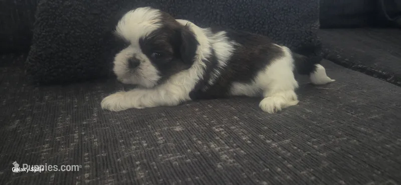 Chase, a male Shih Tzu for sale in Port Richey, FL – 1 of 2