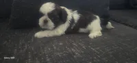 Chase, a male Shih Tzu for sale in Port Richey, FL – 1 of 2