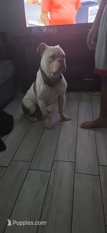 Covid, a male American Bulldog for sale in Port Richey, FL – 1 of 7