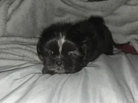 Bear, a male Shih Tzu for sale in Port Richey, FL – Photo 3 of 3