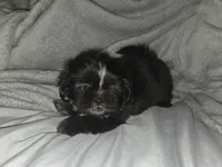 Bear, a male Shih Tzu for sale in Port Richey, FL – Photo 1 of 3