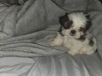 Star, a male Shih Tzu for sale in Port Richey, FL – Photo 1 of 3