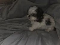 Star, a male Shih Tzu for sale in Port Richey, FL – Photo 2 of 3