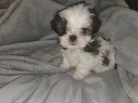 Star, a male Shih Tzu for sale in Port Richey, FL – Photo 3 of 3