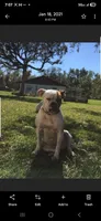 Covid, a male American Bulldog for sale in Port Richey, FL – 4 of 7