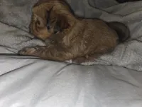 Teddy, a male Shih Tzu for sale in Port Richey, FL – Photo 2 of 4