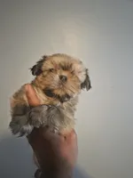 Teddy, a male Shih Tzu for sale in Port Richey, FL – Photo 1 of 4