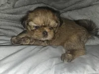 Teddy, a male Shih Tzu for sale in Port Richey, FL – Photo 4 of 4