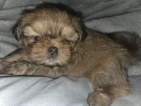 Teddy, a male Shih Tzu for sale in Port Richey, FL – Photo 3 of 4