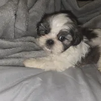 Tj, a male Shih Tzu for sale in Port Richey, FL – Photo 2 of 2