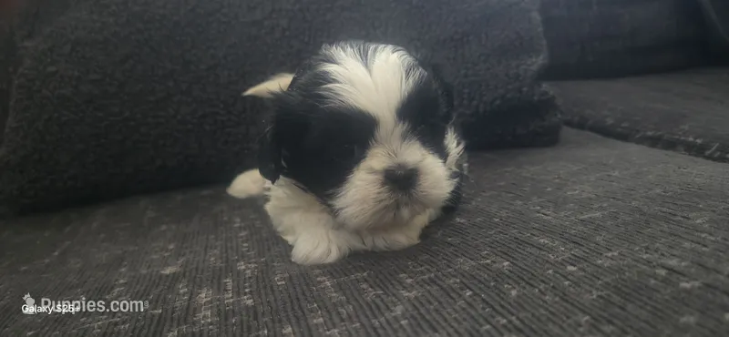 Lacy – Shih Tzu puppy for sale in Port Richey, FL