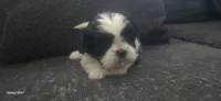 Lacy, a female Shih Tzu for sale in Port Richey, FL – 1 of 2