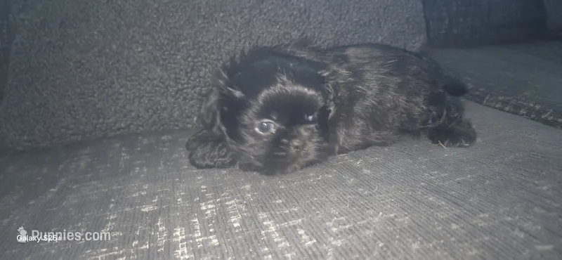 Ringo, a male Shih Tzu for sale in Port Richey, FL – 1 of 2