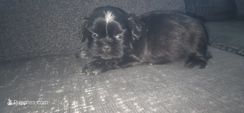 Boo, a male Shih Tzu for sale in Port Richey, FL – 1 of 2