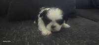 Spots, a male Shih Tzu for sale in Port Richey, FL – 2 of 2
