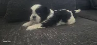 Lacy, a female Shih Tzu for sale in Port Richey, FL – 2 of 2