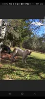 Covid, a male American Bulldog for sale in Port Richey, FL – 5 of 7