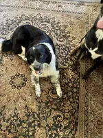 Dors, a female Australian Shepherd and Alaskan Husky for sale in Rochester Hills, MI – 2 of 3