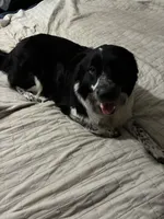 Dors, a female Australian Shepherd and Alaskan Husky for sale in Rochester Hills, MI – 1 of 3