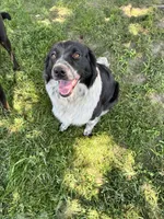 Dors, a female Australian Shepherd and Alaskan Husky for sale in Rochester Hills, MI – 3 of 3