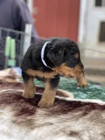 Male 3, a male Airedale Terrier for sale in Valliant, OK – Photo 1 of 6