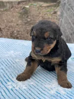 Male 3, a male Airedale Terrier for sale in Valliant, OK – Photo 4 of 6