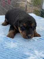 Male 3, a male Airedale Terrier for sale in Valliant, OK – Photo 5 of 6