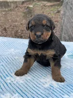 Male 3, a male Airedale Terrier for sale in Valliant, OK – Photo 6 of 6