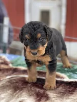 Male 3, a male Airedale Terrier for sale in Valliant, OK – Photo 2 of 6