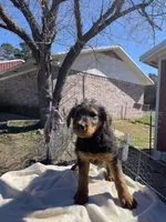 Female , a female Airedale Terrier for sale in Valliant, OK – Photo 3 of 3