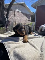 Female , a female Airedale Terrier for sale in Valliant, OK – Photo 1 of 3