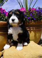 Spritz, a female Bernedoodle for sale in Montrose, CO – 3 of 4