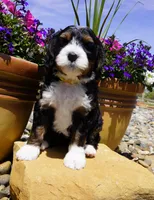 Spritz, a female Bernedoodle for sale in Montrose, CO – 2 of 4
