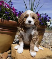 Nutter Butter, a female Bernedoodle for sale in Montrose, CO – 3 of 5