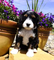 Spritz, a female Bernedoodle for sale in Montrose, CO – 1 of 4