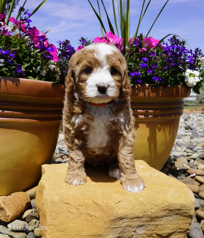 Snickerdoodle – Bernedoodle puppy for sale in Montrose, CO