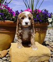 Snickerdoodle, a female Bernedoodle for sale in Montrose, CO – 1 of 4