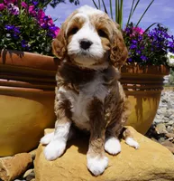 Nutter Butter, a female Bernedoodle for sale in Montrose, CO – 2 of 5