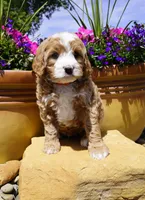 Snickerdoodle, a female Bernedoodle for sale in Montrose, CO – 4 of 4