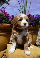 Nutter Butter, a female Bernedoodle for sale in Montrose, CO – 5 of 5