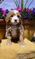 Snickerdoodle, a female Bernedoodle for sale in Montrose, CO – 3 of 4