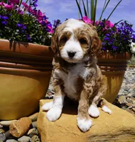 Nutter Butter, a female Bernedoodle for sale in Montrose, CO – 4 of 5