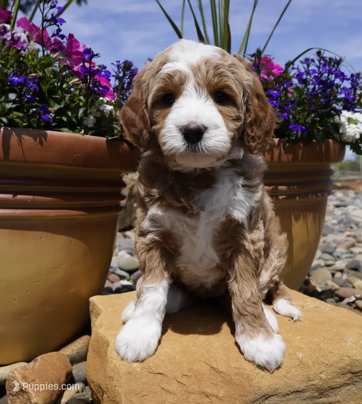 Nutter Butter – Bernedoodle puppy for sale in Montrose, CO