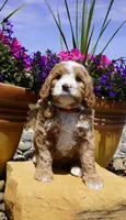 Snickerdoodle, a female Bernedoodle for sale in Montrose, CO – 2 of 4