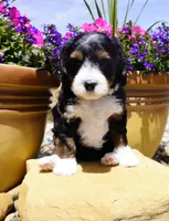 Spritz, a female Bernedoodle for sale in Montrose, CO – 4 of 4