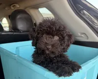 Lola, a female Poodle - Miniature  for sale in Houston, TX – Photo 1 of 3