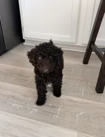 Lola, a female Poodle - Miniature  for sale in Houston, TX – Photo 2 of 3