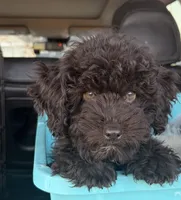 Lola, a female Poodle - Miniature  for sale in Houston, TX – Photo 3 of 3