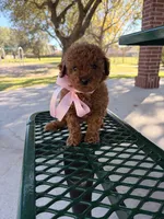 Chloe, a female Poodle - Miniature  for sale in Houston, TX – Photo 1 of 3